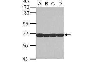 WB Image Sample (30 ug of whole cell lysate) A: Jurkat B: Raji C: K562 D: THP-1 7. (STIP1 抗体)