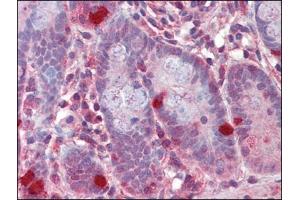 Human Small Intestine (formalin-fixed, paraffin-embedded) stained with RGS1followed by biotinylated anti-goat IgG secondary antibody, alkaline phosphatase-streptavidin and chromogen. (RGS1 抗体  (C-Term))