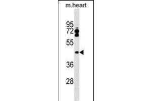LPXN Antibody (Center) (ABIN1538131 and ABIN2849342) western blot analysis in mouse heart tissue lysates (35 μg/lane). (Leupaxin 抗体  (AA 229-257))