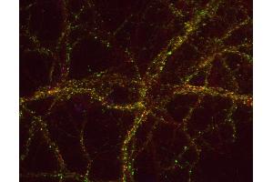 Indirect immunostaining of PFA fixed rat hippocampus neurons with anti-DAP 1 (dilution 1 : 500; green) and mouse anti-synapsin 1 (cat. (DAP 抗体)