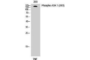 Western Blotting (WB) image for anti-Mitogen-Activated Protein Kinase Kinase Kinase 5 (MAP3K5) (pSer83) antibody (ABIN3172860) (ASK1 抗体  (pSer83))