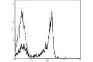 Image no. 1 for anti-CD27 Molecule (CD27) antibody (FITC) (ABIN476506) (CD27 抗体  (FITC))