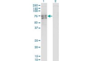 Western Blot analysis of RUNX2 expression in transfected 293T cell line by RUNX2 monoclonal antibody (M01), clone 1D8. (RUNX2 抗体  (AA 251-350))