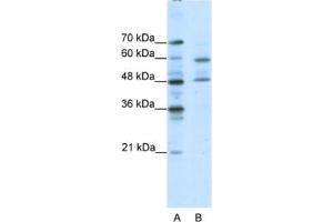 Western Blotting (WB) image for anti-Transcription Factor CP2-Like 1 (TFCP2L1) antibody (ABIN2460513) (TFCP2L1 抗体)