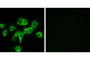 Peptide - +Immunofluorescence analysis of MCF-7 cells, using CDON antibody. (CDON 抗体)