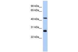 Image no. 1 for anti-Synaptotagmin IX (SYT9) (AA 179-228) antibody (ABIN6743740) (SYT9 抗体  (AA 179-228))
