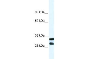 WB Suggested Anti-ANXA13 Antibody Titration:  1. (Annexin A13 抗体  (N-Term))