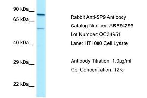 Western Blotting (WB) image for anti-Sp9 Transcription Factor (SP9) (C-Term) antibody (ABIN2789794) (SP9 抗体  (C-Term))