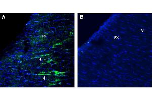 Expression of NMNAT2 in rat fornixImmunohistochemical staining of perfusion-fixed frozen rat brain sections with Anti-NMNAT2 Antibody (ABIN7581919), (1:300), followed by goat anti-rabbit-AlexaFluor-488.