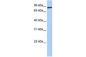 Western Blotting (WB) image for anti-Transmembrane Protein 63A (TMEM63A) antibody (ABIN2458531) (TMEM63A 抗体)