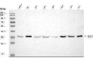 Western blot analysis of HAX1 using anti-HAX1 antibody (ABIN7599208).