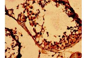 Immunohistochemistry of paraffin-embedded human testis tissue using ABIN7155403 at dilution of 1:100 (HIST1H2BK 抗体  (AA 2-126))