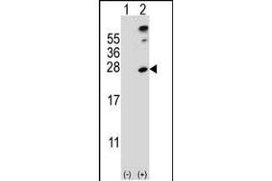 Western blot analysis of SENP8 (arrow) using rabbit polyclonal SENP8 Antibody (S19) (ABIN388073 and ABIN2845796). (SENP8 抗体  (N-Term))