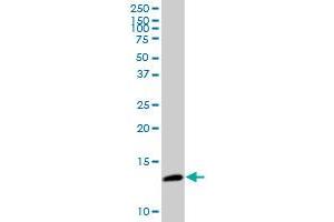 CDK2AP2 MaxPab polyclonal antibody. (CDK2AP2 抗体  (AA 1-126))
