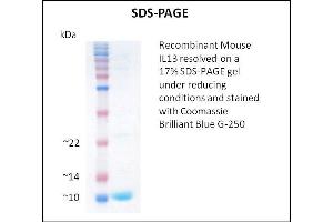SDS-PAGE (SDS) image for Interleukin 13 (IL13) (Active) protein (ABIN5509408) (IL-13 蛋白)