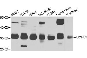 Western blot analysis of extracts of various cell lines, using UCHL5 antibody (ABIN5975761) at 1/1000 dilution. (UCHL5 抗体)