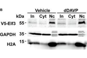 Vasopressin did not induce Elf3 nuclear translocation in the mpkCCD cells. (ELF3 抗体  (AA 1-280))