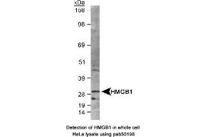 Image no. 2 for anti-High Mobility Group Box 1 (HMGB1) (AA 100-200) antibody (ABIN363507) (HMGB1 抗体  (AA 100-200))