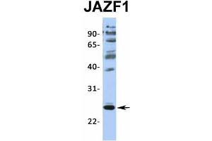 Western Blotting (WB) image for anti-JAZF Zinc Finger 1 (JAZF1) (N-Term) antibody (ABIN2775141)