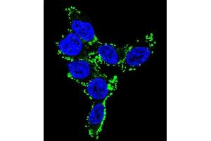 Confocal immunofluorescent analysis of CYP2C19 Antibody (N-term) (ABIN652231 and ABIN2840959) with 293 cell followed by Alexa Fluor 488-conjugated goat anti-rabbit lgG (green). (CYP2C19 抗体  (N-Term))
