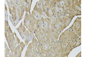Immunohistochemistry of paraffin-embedded mouse heart using GAPDH antibody. (GAPDH 抗体  (AA 1-335))