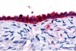 Anti-GPR133 antibody  ABIN1048714 IHC staining of human ovary, surface epithelium.