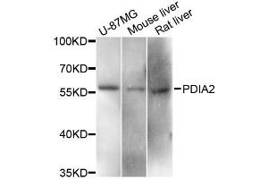 Western blot analysis of extracts of various cell lines, using PDIA2 antibody. (PDIA2 抗体)