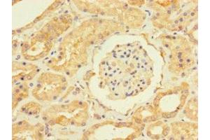 Immunohistochemistry of paraffin-embedded human kidney tissue using ABIN7174348 at dilution of 1:100 (USP5 抗体  (C-Term))