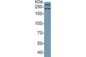 Western Blotting (WB) image for anti-Spectrin alpha Chain, Brain (SPTAN1) (AA 1573-1742) antibody (ABIN7438457)