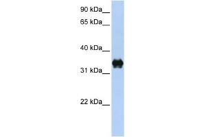 PYCR2 antibody used at 1 ug/ml to detect target protein. (PYCR2 抗体  (C-Term))