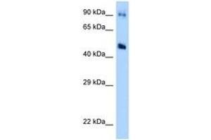 Image no. 1 for anti-Guanine Deaminase (GDA) (AA 171-220) antibody (ABIN6748003) (GDA 抗体  (AA 171-220))