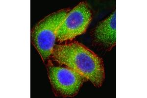 Fluorescent confocal ige of  cell stained with MEK2 (P2K2) Antibody (N-term) (ABIN1882178 and ABIN2842061). (MEK2 抗体  (N-Term))