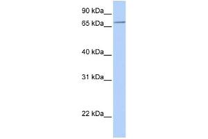 WB Suggested Anti-SLC44A3 Antibody Titration:  0. (SLC44A3 抗体  (N-Term))