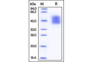 Human DNAM-1, His Tag on SDS-PAGE under reducing (R) condition. (CD226 Protein (CD226) (AA 19-247) (His tag))