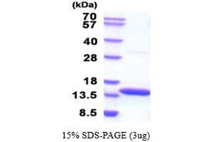 CSTB Protein (AA 1-98) (His tag)