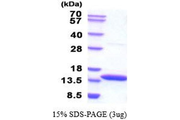 CSTB Protein (AA 1-98) (His tag)