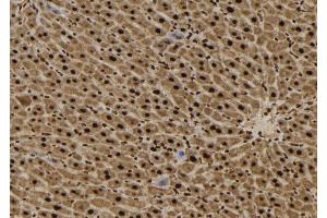 ABIN6265036 and ABIN6272485 at 1/100 staining Mouse liver tissue by IHC-P.