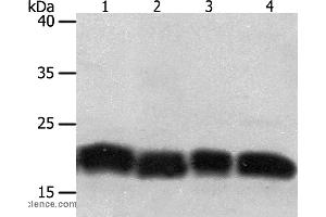 Western blot analysis of Jurkat and hela cell, human fetal lung tissue and A549 cell, using PDCD6 Polyclonal Antibody at dilution of 1:200 (PDCD6 抗体)