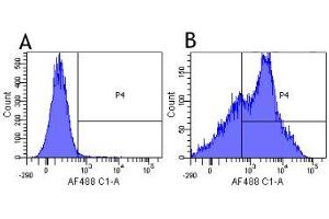 Flow-cytometry using anti-CD38 antibody HB7   Human lymphocytes were stained with an isotype control (panel A) or the rabbit-chimeric version of HB7 (panel B) at a concentration of 1 µg/ml for 30 mins at RT. (Recombinant CD38 抗体)