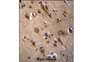 RIC3 Antibody (C-term) (ABIN656649 and ABIN2845890) immunohistochemistry analysis in formalin fixed and paraffin embedded human brain tissue followed by peroxidase conjugation of the secondary antibody and DAB staining. (RIC3 抗体  (C-Term))