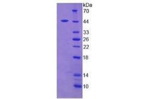 Mouse Detection antibody from the kit in WB with Positive Control: Human placenta tissue lysate. (Leptin ELISA 试剂盒)