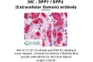 Image no. 1 for anti-Dipeptidyl-Peptidase 7 (DPP7) (Extracellular Domain) antibody (ABIN1733750) (DPP7 抗体  (Extracellular Domain))