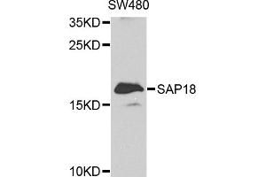 Western blot analysis of extracts of SW480 cells, using SAP18 antibody (ABIN1874693) at 1:1000 dilution. (SAP18 抗体)