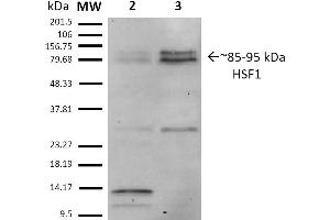 Western Blot analysis of Human Heat Shocked HeLa cell lysates showing detection of ~85-95 kDa HSF1 protein using Rat Anti-HSF1 Monoclonal Antibody, Clone 10H8 .