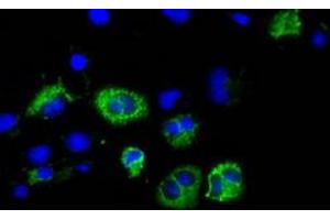 Anti-CISD1 mouse monoclonal antibody (ABIN2452906) immunofluorescent staining of COS7 cells transiently transfected by pCMV6-ENTRY CISD1 (RC203308). (CISD1 抗体)