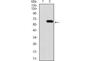 Western Blotting (WB) image for anti-Calbindin 2 (CALB2) (AA 1-271) antibody (ABIN5884325) (Calretinin 抗体  (AA 1-271))
