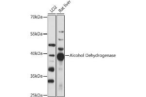 Western blot analysis of extracts of various cell lines, using Alcohol Dehydrogenase antibody (ABIN7265530) at 1:1000 dilution. (ADH1A 抗体  (AA 220-300))