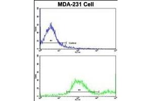 Flow cytometric analysis of MDA-231 cells using ADRA2B Antibody (Center)(bottom histogram) compared to a negative control (top histogram). (ADRA2B 抗体  (AA 343-369))
