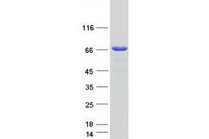 Western Blotting (WB) image for General Transcription Factor IIE, Polypeptide 1, alpha 56kDa (GTF2E1) protein (Myc-DYKDDDDK Tag) (ABIN2722311)
