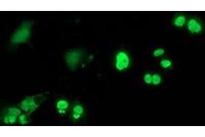 Anti-C20orf43 mouse monoclonal antibody (ABIN2454252) immunofluorescent staining of COS7 cells transiently transfected by pCMV6-ENTRY C20orf43 (RC201652). (C20orf43 抗体)